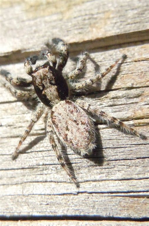 Menemerus sp. - Lago d''Averno (NA)